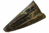 Serrated, Tyrannosaurus (T-Rex) Tooth Tip - Montana #176375-2